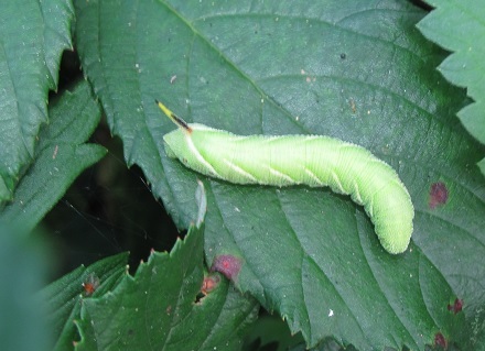 Bruco di Agrius convolvuli (Sphingidae)